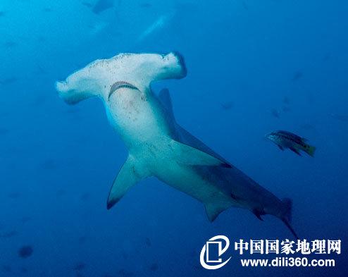 摘要：本文旨在介绍双髻鲨，展示它们的特征和外形，详细介绍它们如何存活以及在保护它们的做法